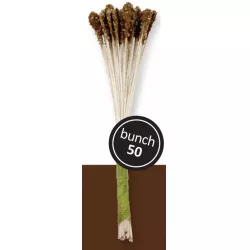 Pestíky – barna liliom 50 db - PME