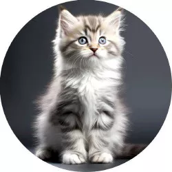 Élelmes papír kiscicának 19,5 cm