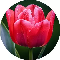 Süthető papírt tulipán 19,5 cm