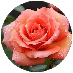 Rózsás motívumú evésre alkalmas papír 19,5 cm