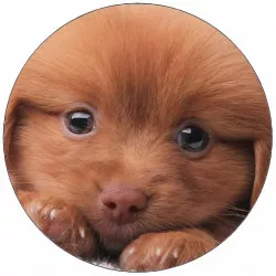 Kajakpapír kiskutya párnán 19,5 cm