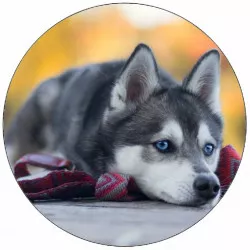 Élhető papír husky kölyök, aki a földre fektetve van, 19,5 cm