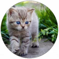 Ételpapír macskának a járdán 19,5 cm