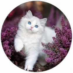 Fogyasztható papír macskának kék szemekkel 19,5 cm