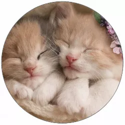 Ehető papír aranyos cicákok 19,5 cm