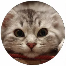 Ehető papír fekvő cica 19,5 cm