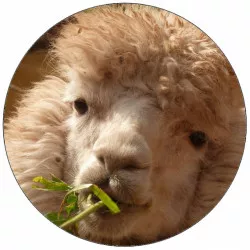 Ételpapír alpakáról közelről 19,5 cm