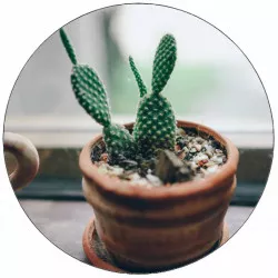 Süthető papírzöld kaktusz 19,5 cm