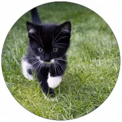 Ételpapír macskáknak a fűben 19,5 cm