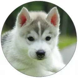 Élelmiszerpapír kölyökkutyának husky 19,5 cm