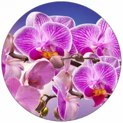 Étterem papír lila orchidea 19,5 cm