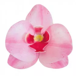 Ehető orchidea, rózsaszín, 10 db, 8,5–7,5 cm