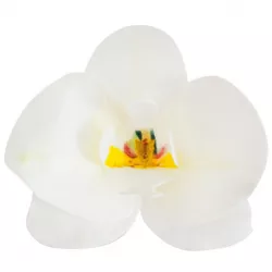 Ehető orchideák, fehér, 10 db, 8,5–7,5 cm