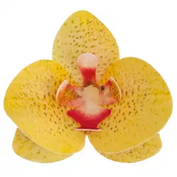 Ehető orchideák, sárga, 10 db, 8,5–7,5 cm